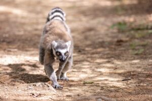 Geriatric ring-tailed lemur running towards camera