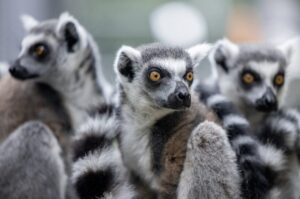 Close up of three ring-tailed lemur females sitting.