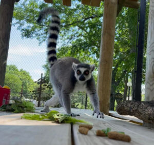 Ring-tailed lemur female walks quadrupedaly towards camera.