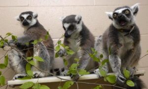 Three ring-tailed lemurs sitting with leaves on a shelf.