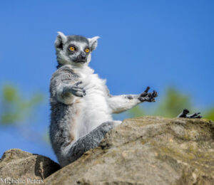 Ring-tailed lemur in the sun worshiping position, sitting on a rock in front of a blue sky