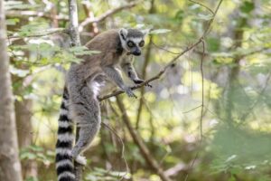 Geriatric ring-tailed lemur sits on a thin tree branch, facing to the right of the photo