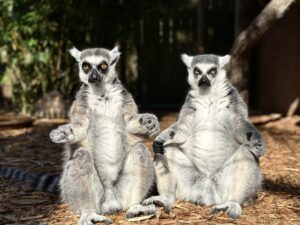 Two male ring-tailed lemurs in the sun worshiping position, facing the camera