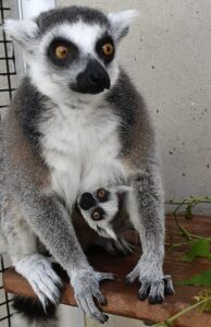 Infant clinging to ring-tailed lemur mom's belly, peeking head out, while mom sits on a shelf.