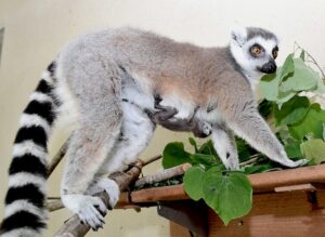 Tiny ring-tailed lemur infant clinging to mom, who is standing on a shelf with leaves