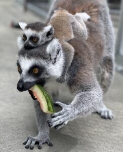 Infant ring-tailed lemur sits atop mom's back, while mom takes a bite of a watermelon rind.