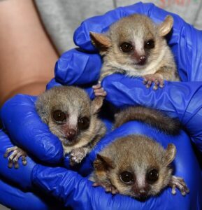 Three gray mouse lemur infants held by hands in blue gloves