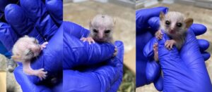 Three side-by-side photos of a gray mouse lemur infant