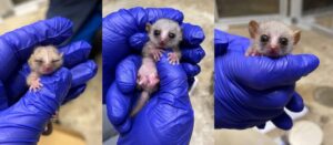 Three side-by-side photos of a gray mouse lemur infant
