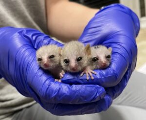 Three tiny mouse lemur infants held in gloved hands