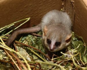 Infant mouse lemur sitting in a cardboard box atop greens