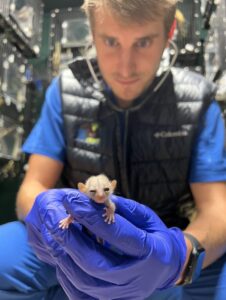 Man in scrubs and vest holding tiny mouse lemur infant in gloved hands