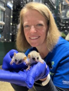Woman in scrubs holding infant mouse lemurs in gloved hands