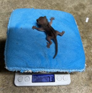 Mouse lemur infant lying on blue cloth atop scale