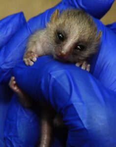 Infant mouse lemur held in gloved hands