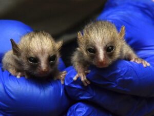 Two infant mouse lemurs held in gloved hands