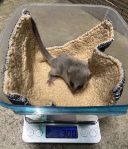 Infant mouse lemur sitting inside Tupperware container on top of scale, reading 30 grams