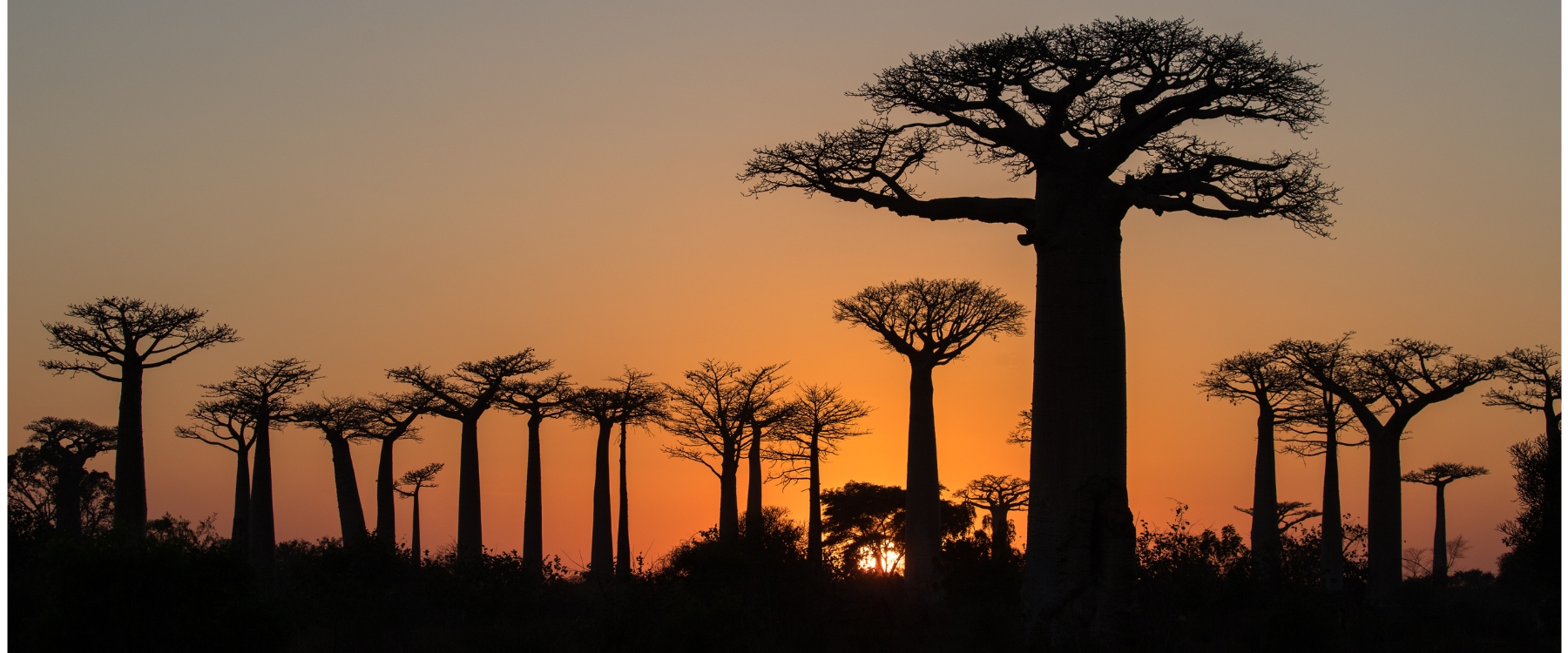 Madagascar EcoTour