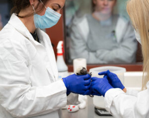 Infant sifaka handled by two women in lab coats and gloves