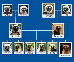 Family tree of sifakas