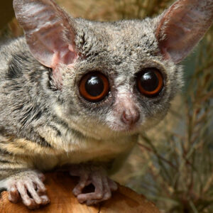 A small primate with soft gray-brown fur and sparkling brown eyes looks at the camera