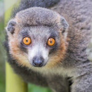 A gray lemur with orange cheeks and eyes looks at the camera