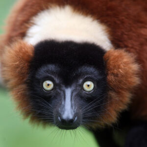 A lemur with black face, thick red fur, and yellow eyes looks at the camera