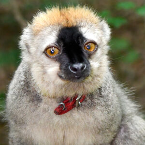 A lemur with orange eyes, a black muzzle, and a "cap" of orange fur looks at the camera