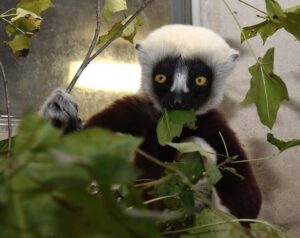 Juvenile sifaka Albus sitting on a shelf eating sweetgum leaves