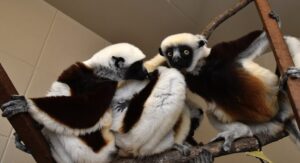 Three adult sifakas sitting in a row on a branch, indoors, with infant clinging to middle individual