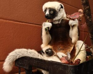 Infant sifaka clinging to mom's belly while she sits in a crate