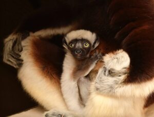 Infant sifaka clinging to mom