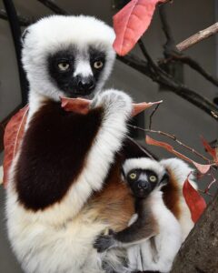 Sifaka mom sits and eats leaves while infant clings to her stomach and looks up at camera