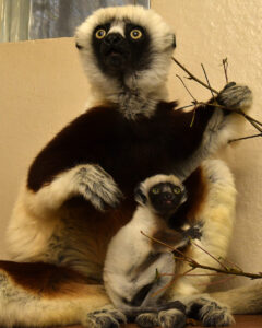 Infant sifaka sitting in mom's lap, both looking upwards