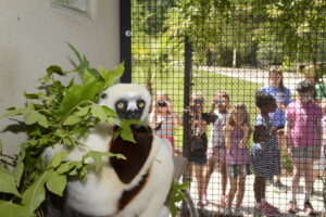 a white and brown lemur looks at the camera while children look through fence in the background