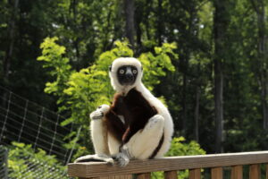 Coquerel's sifaka sitting on wooden bridge in forest