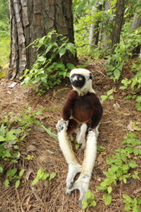 Coquerel's sifaka sitting on forest floor beneath tree