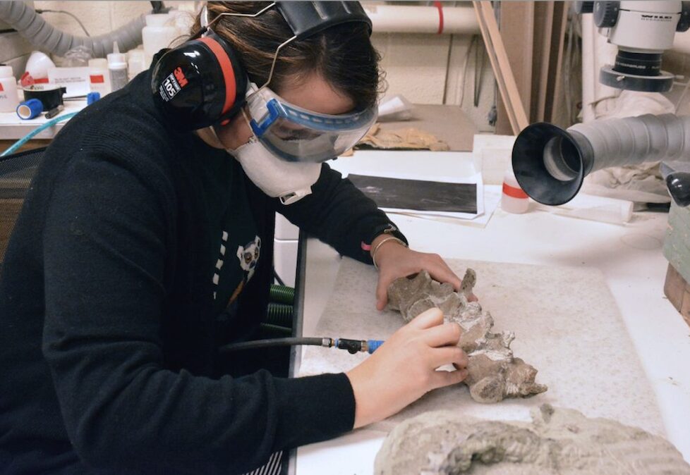 Karie, wearing ear protection, goggles, and a face mask, works on a large gray fossil.