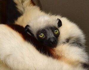 Infant Coquerel's sifaka