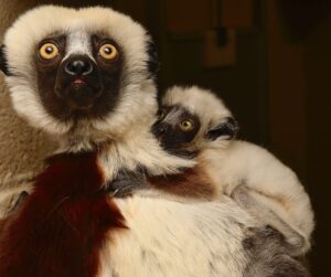 Infant sifaka clinging to mom's back