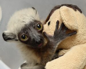 Infant lemur clinging to teddy bear