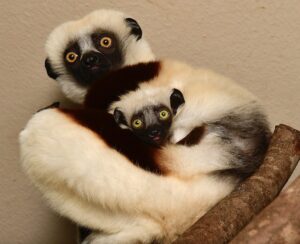 Infant clinging ventrally to Coquerel's sifaka mother