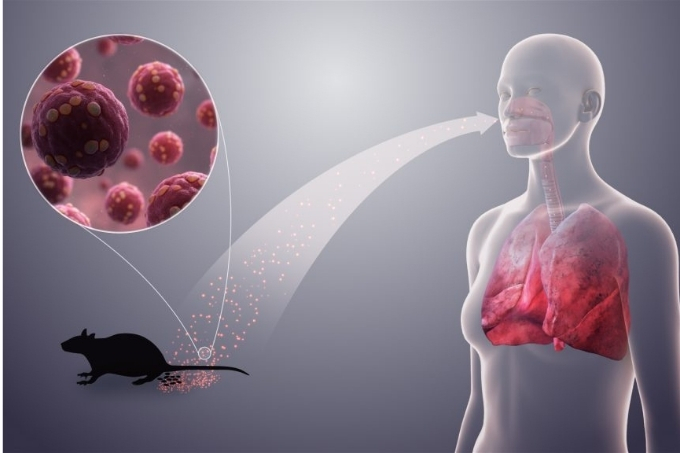 A diagram illustrating the transmission of hantavirus from rodent droppings to humans.