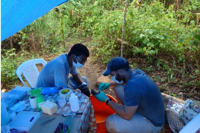 Two researchers check a small mammal for pathogens.