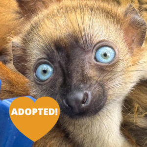 A blue-eyed black lemur infant with a heart overlay that says "ADOPTED"