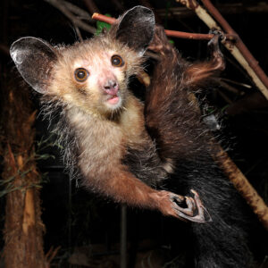 An aye-aye lemur hangs from her back feet while extending a hand toward the viewer