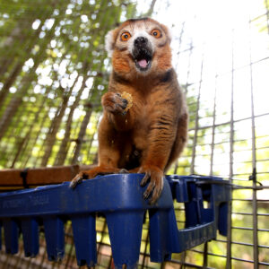A male crowned lemur sits on a plastic basket munching a piece of food