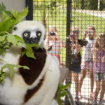 A sifaka munches leaves while children take pictures