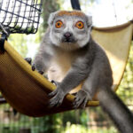 A female crowned lemur sits on a "hammock" made of fire hose