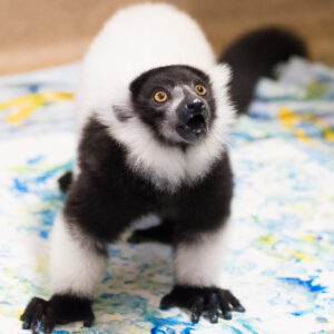 A young ruffed lemur stands on white canvases covered with blue and yellow paint